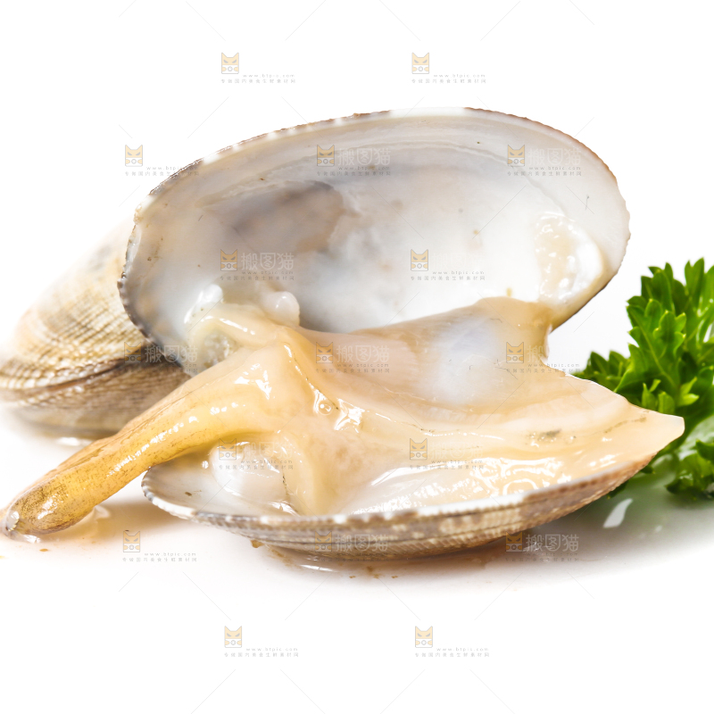 白底上张开的花甲