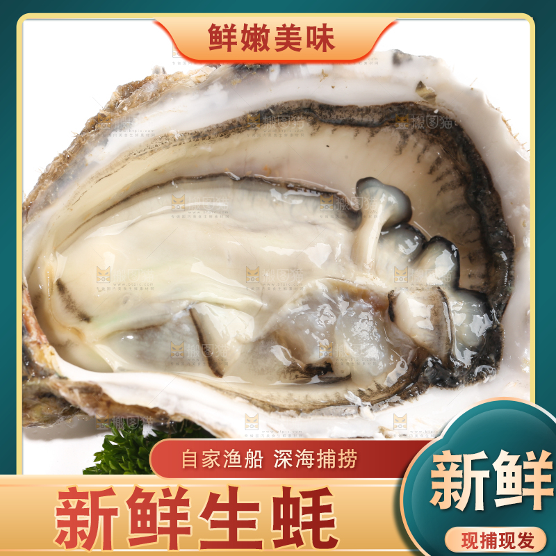 白底上剥开的牡蛎