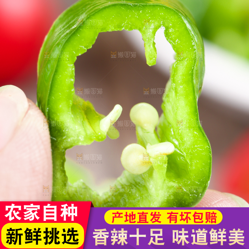 手拿青辣椒