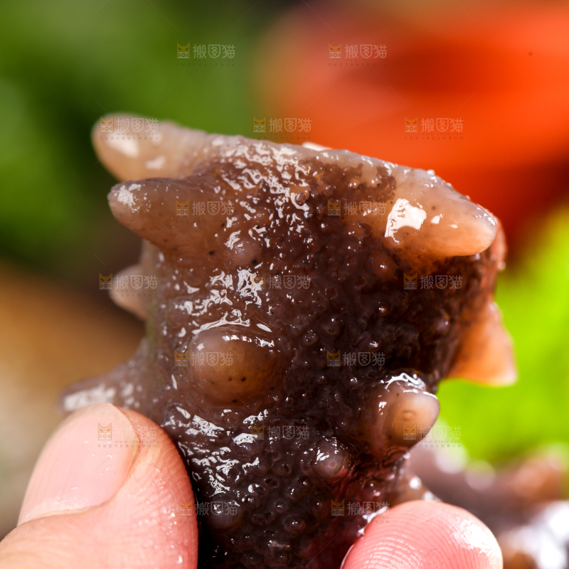 手拿海参