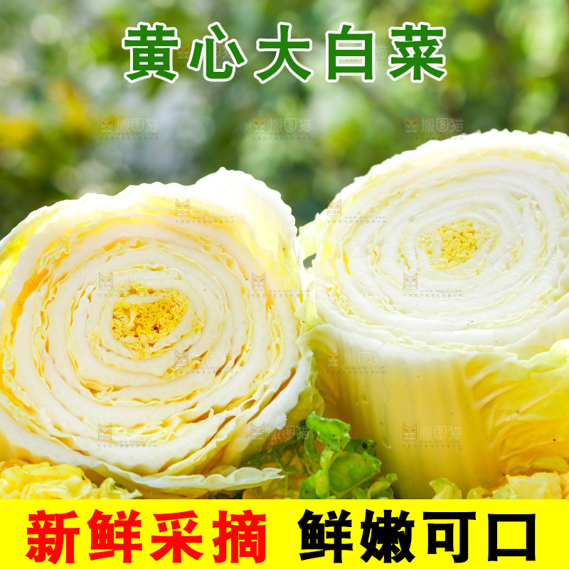 浅底上切开的黄心大白菜