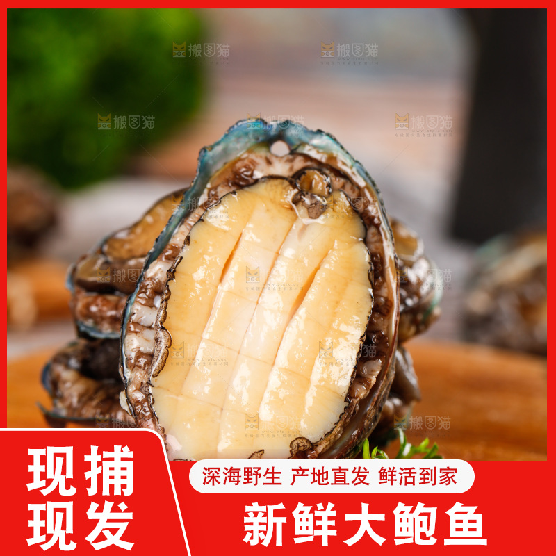 木底上的鲍鱼