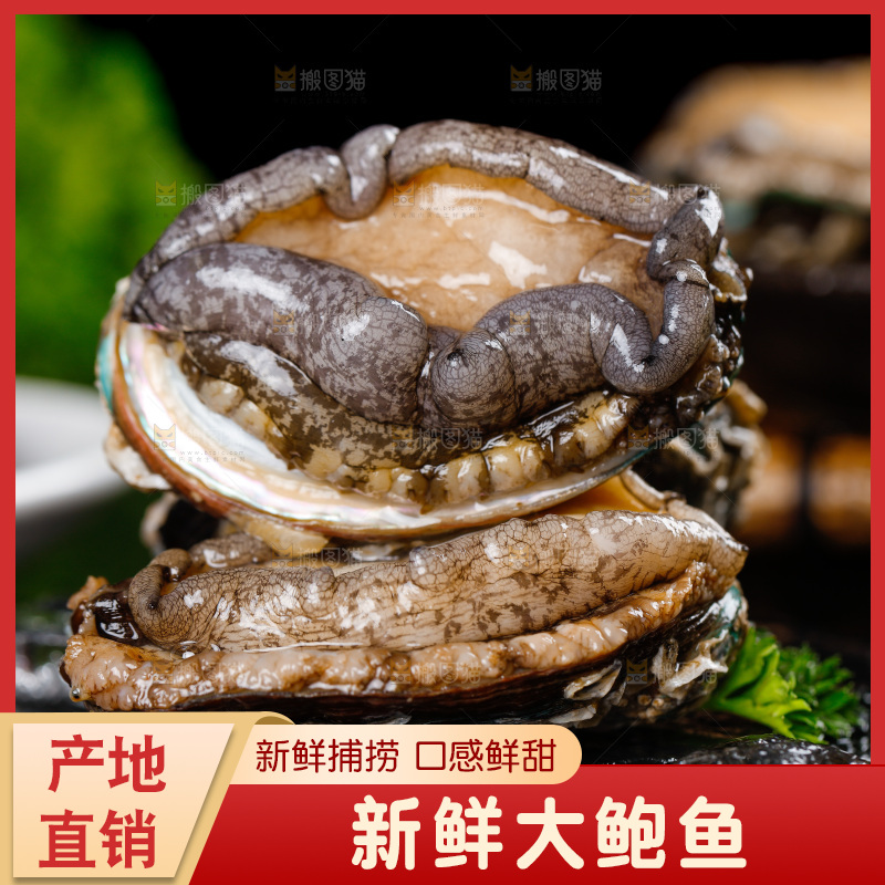 黑石板上的大鲍鱼