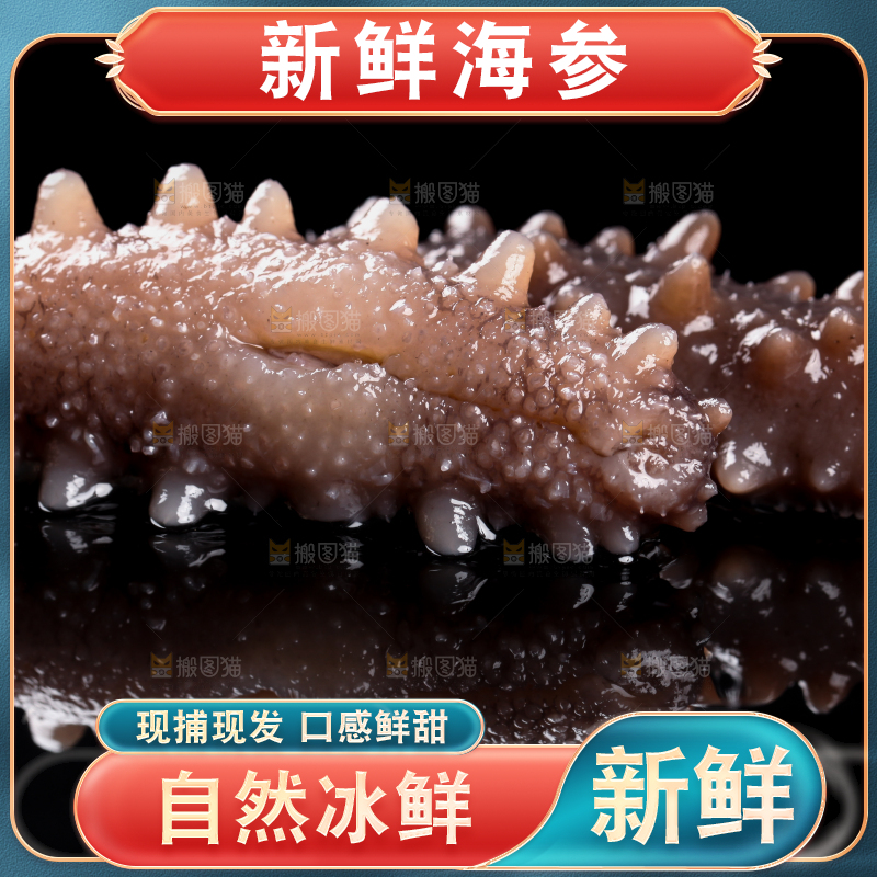 黑底上的刺参