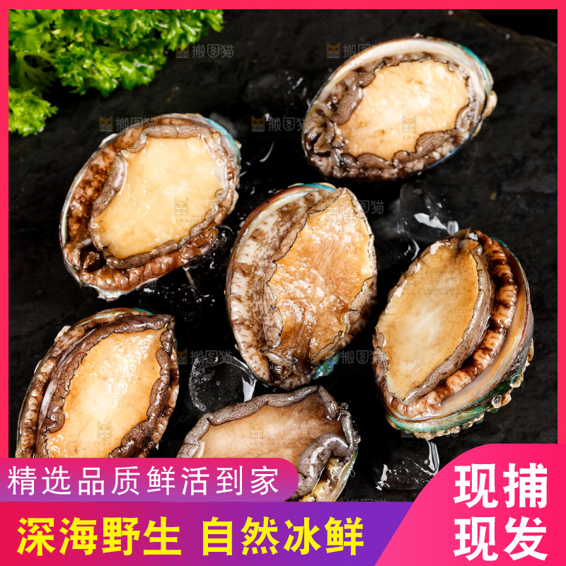 黑石板上的东山岛鲍鱼