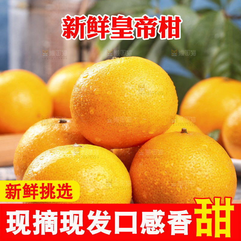 木板上的皇帝贡柑