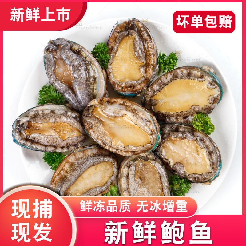 一盘鲜鲍鱼放在白底上