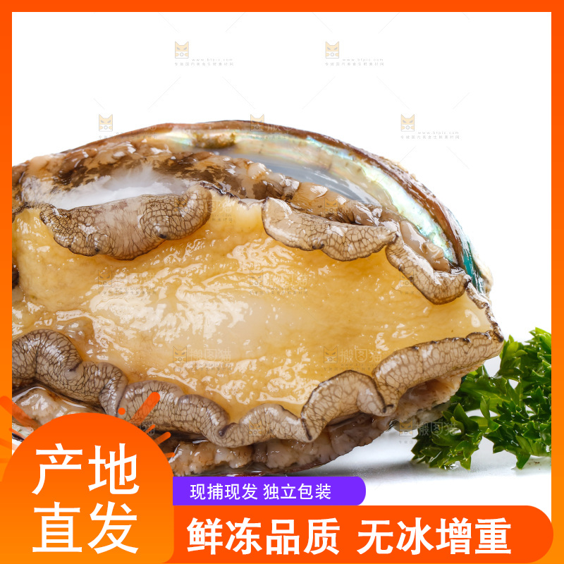 白底上的鲍鱼