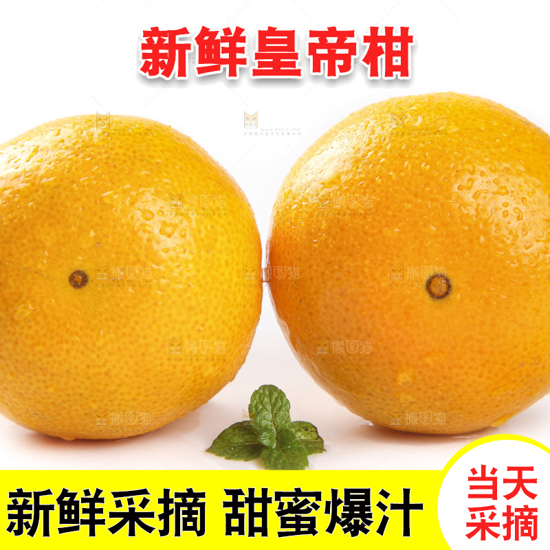 白底上的广西皇帝柑