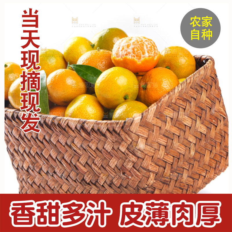 一筐清香蜜橘放在白底上