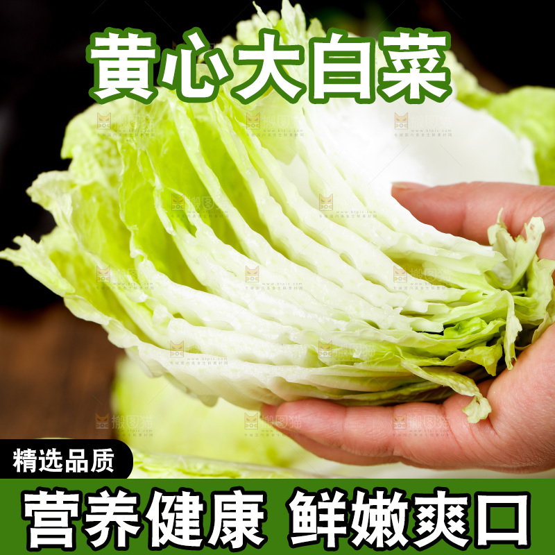 手拿切开的大白菜