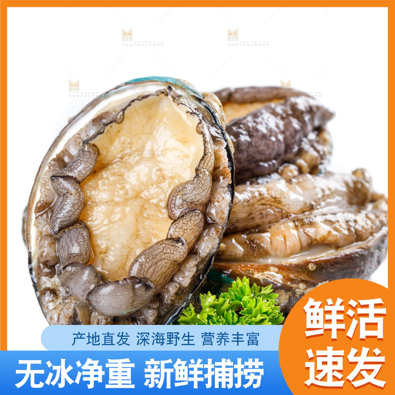 白底上的鲍鱼