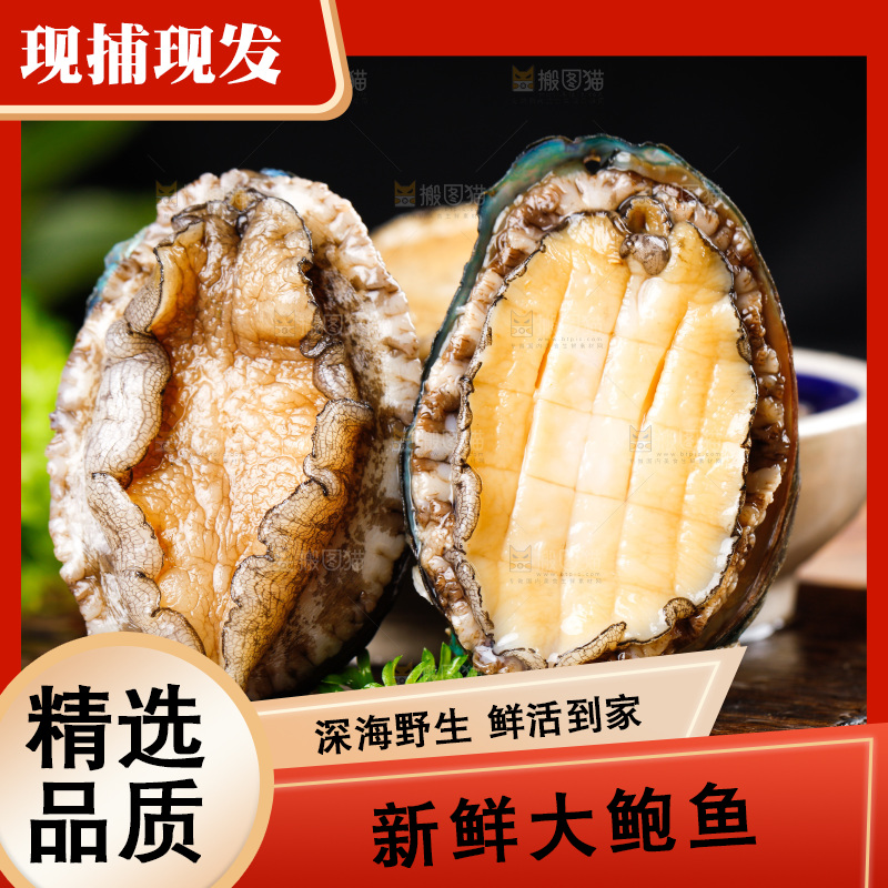 木底上的鲍鱼