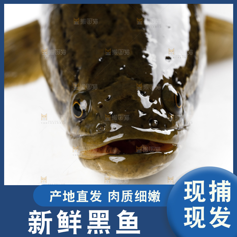 白底上放着 一条活黑鱼