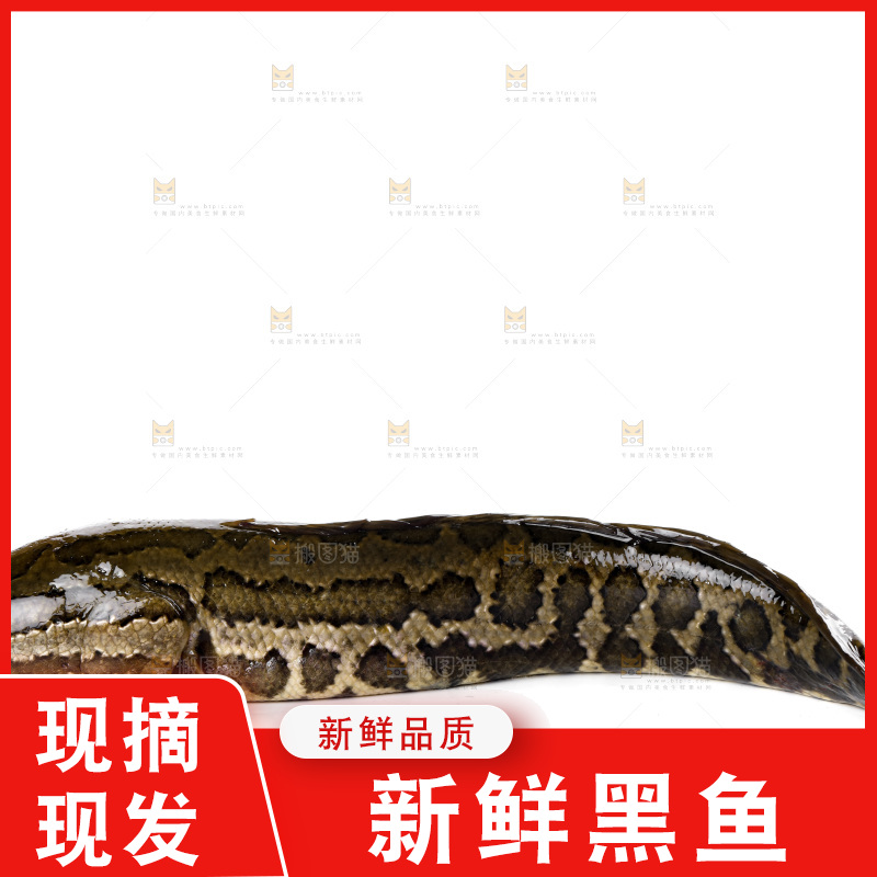 白底上放着 一条活黑鱼