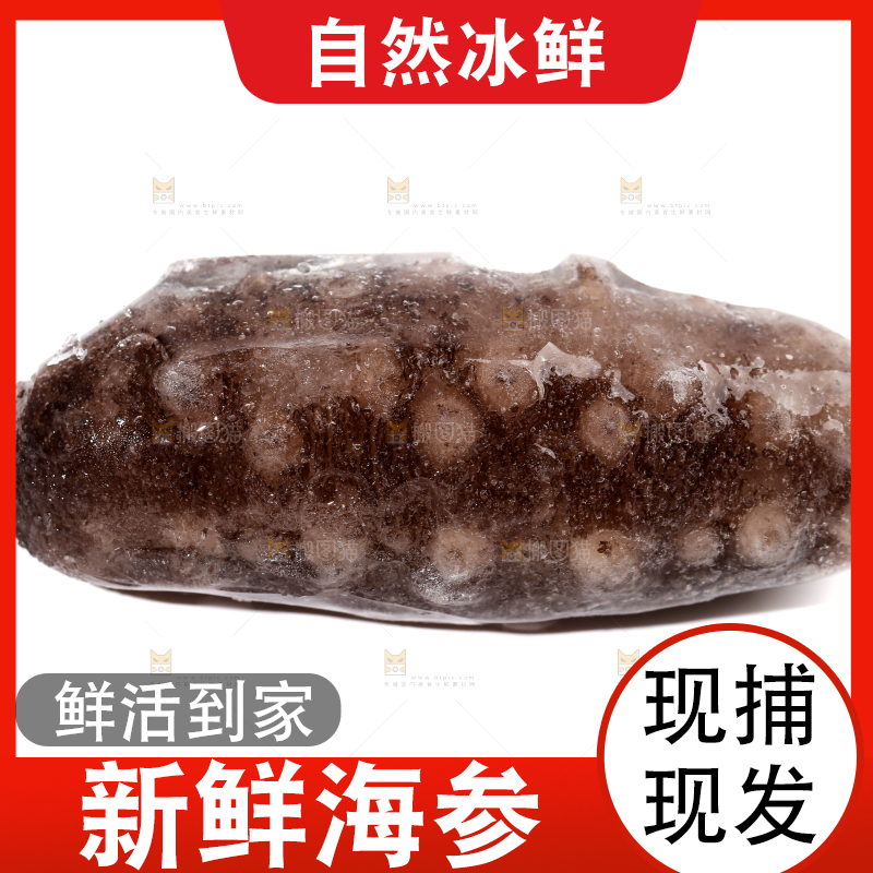 白底上的海参
