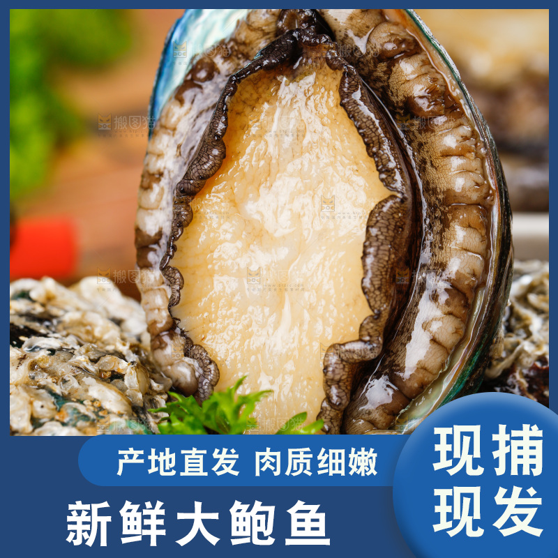 木底上的新鲜大鲍鱼