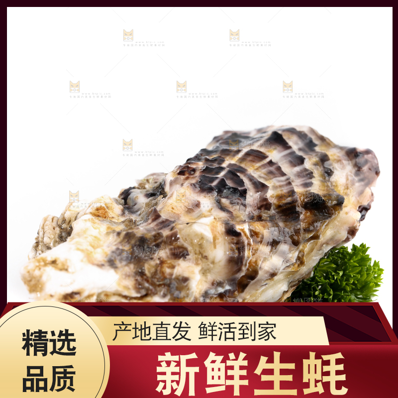 白底上的生蚝