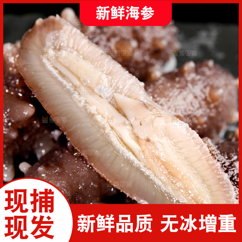 黑石板上的海参