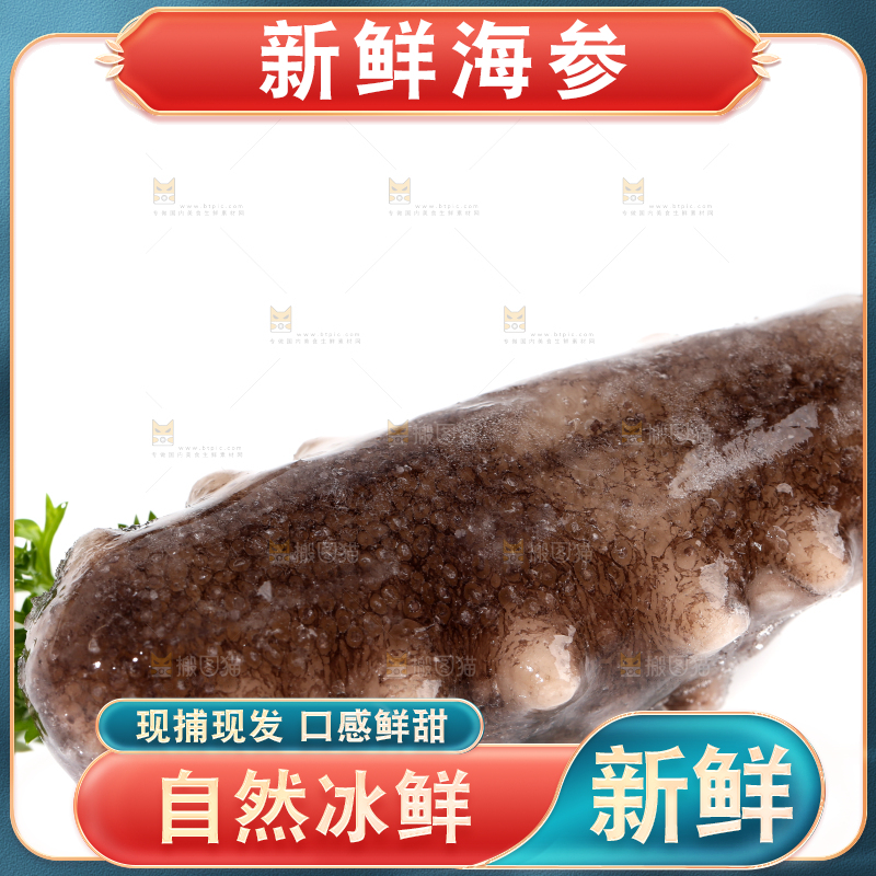 白底上的海参
