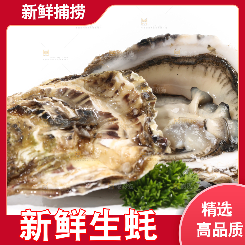 白底上剥开的牡蛎
