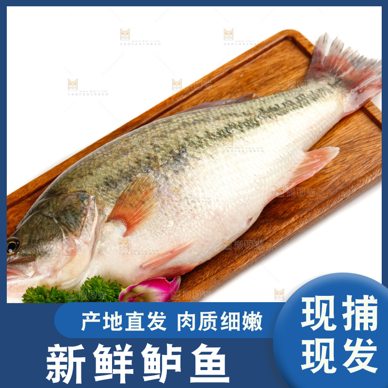 盘子里放着一条鲈鱼