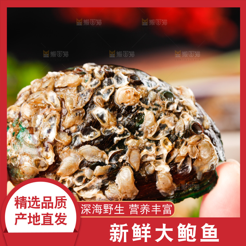 手拿鲍鱼