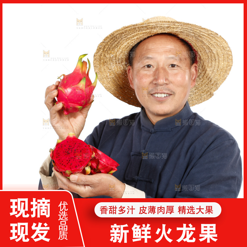 农民手里拿着红心火龙果