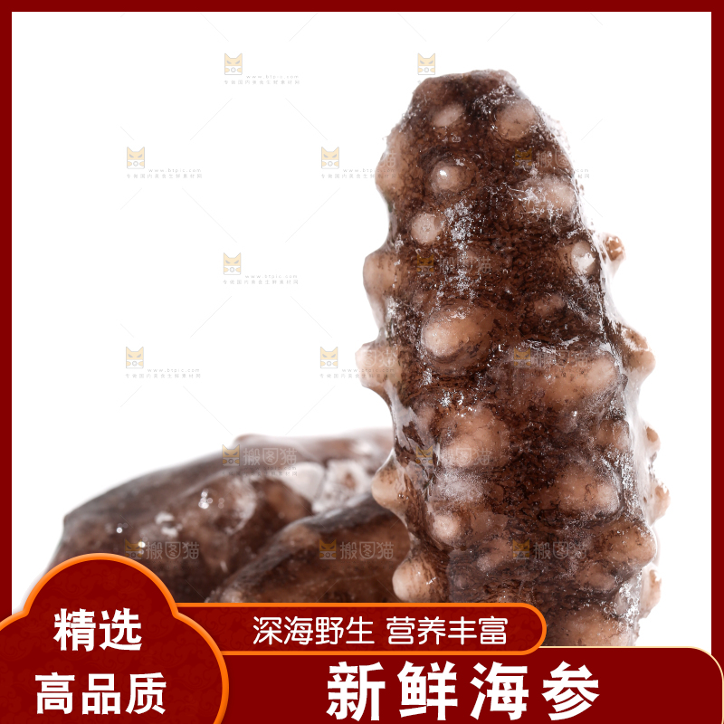 白底上的海参