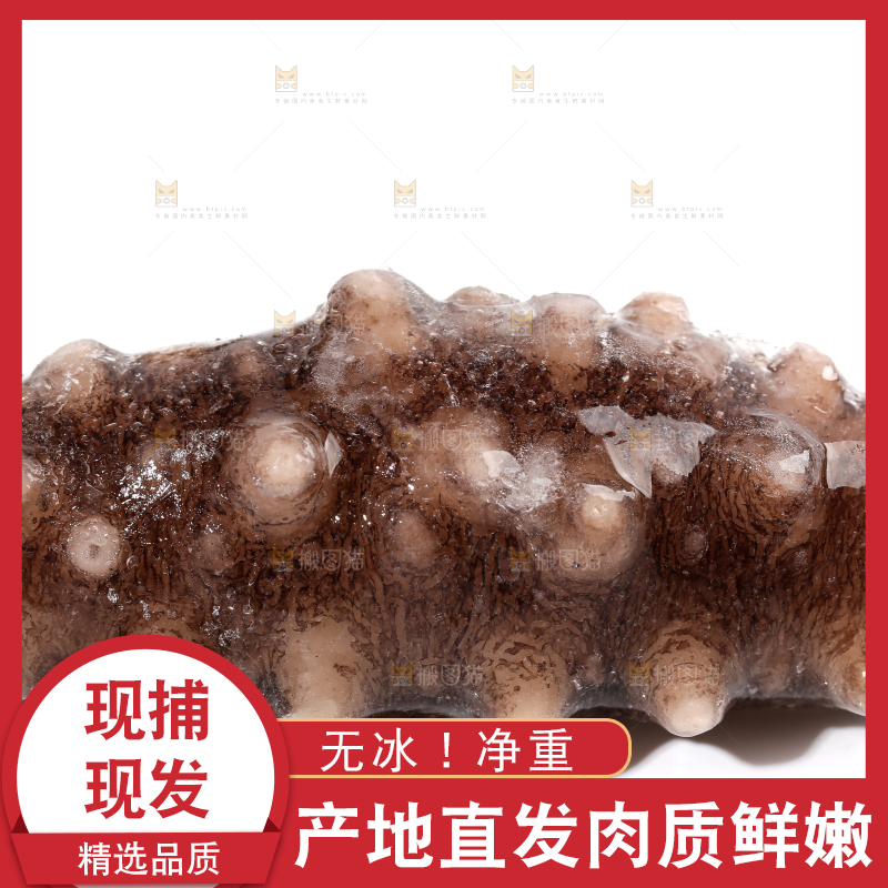 白底上的海参