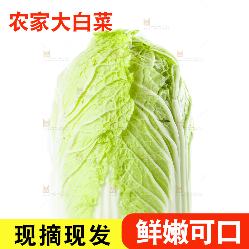 白底上的大白菜