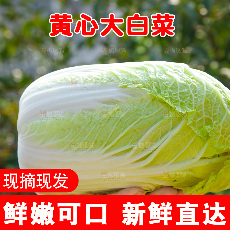农民手拿黄心大白菜