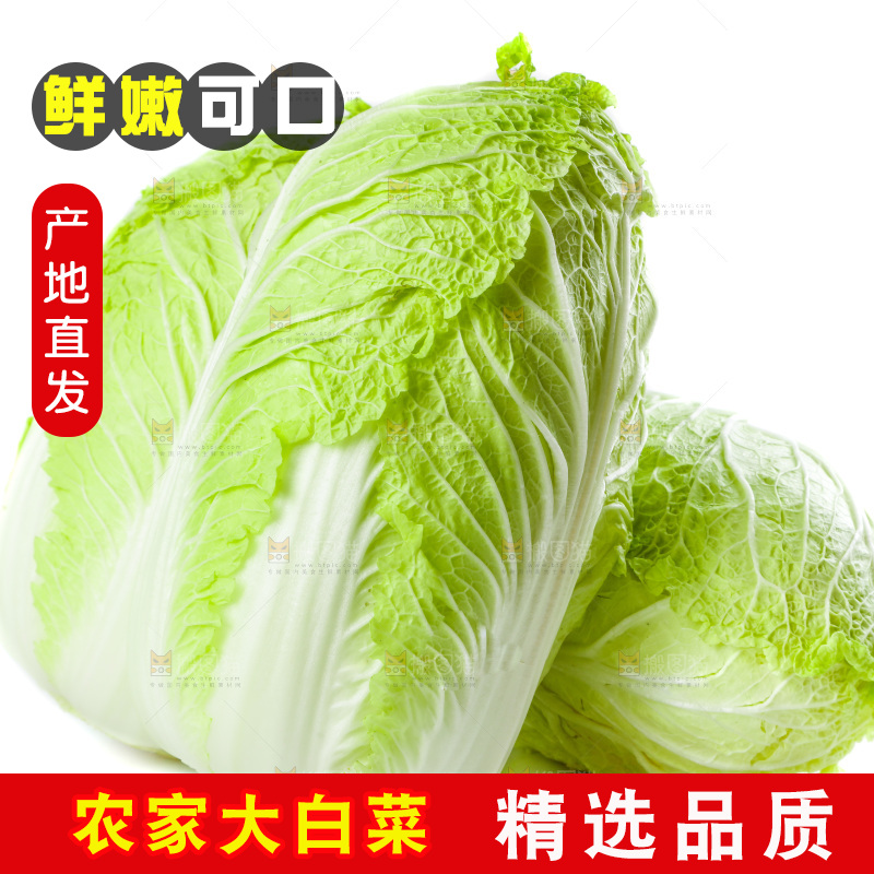 白底上的新鲜大白菜