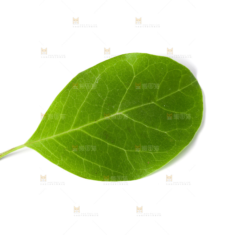 白底上的树叶
