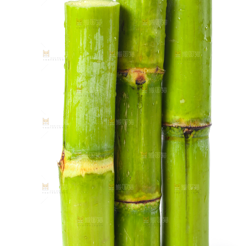 白底上的陶山青皮甘蔗