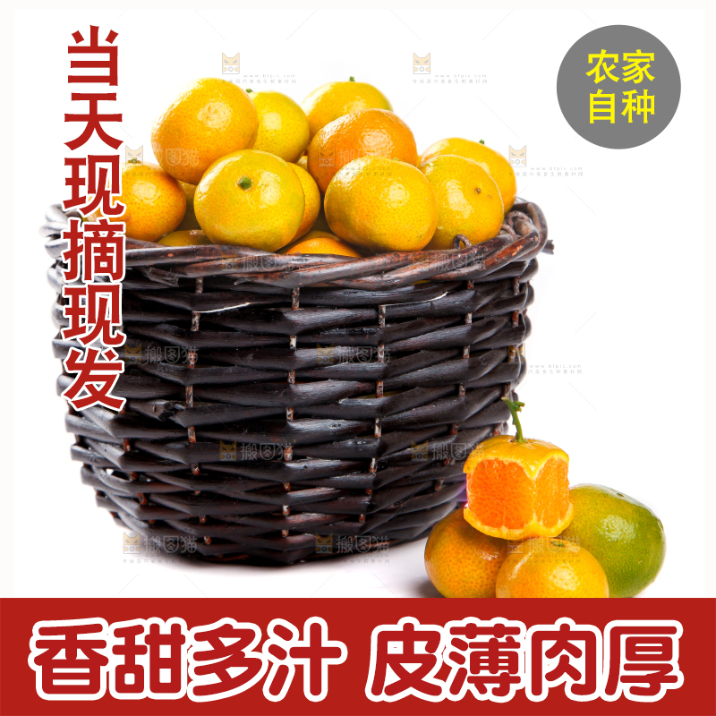 一筐清香蜜橘放在白底上