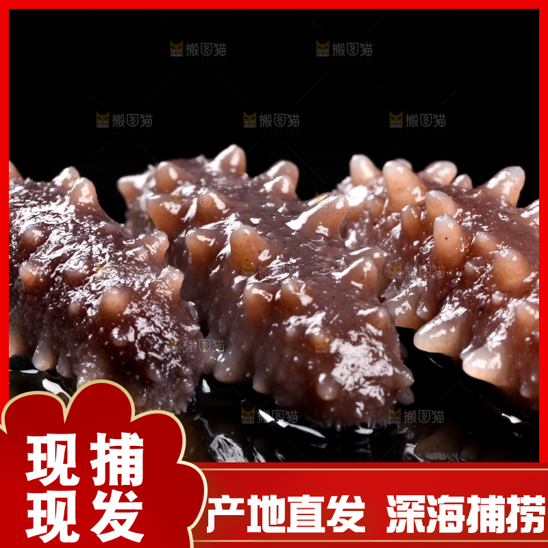 黑底上的刺参