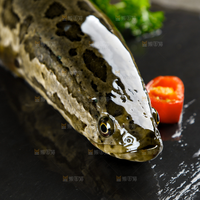 黑石板上的活黑鱼