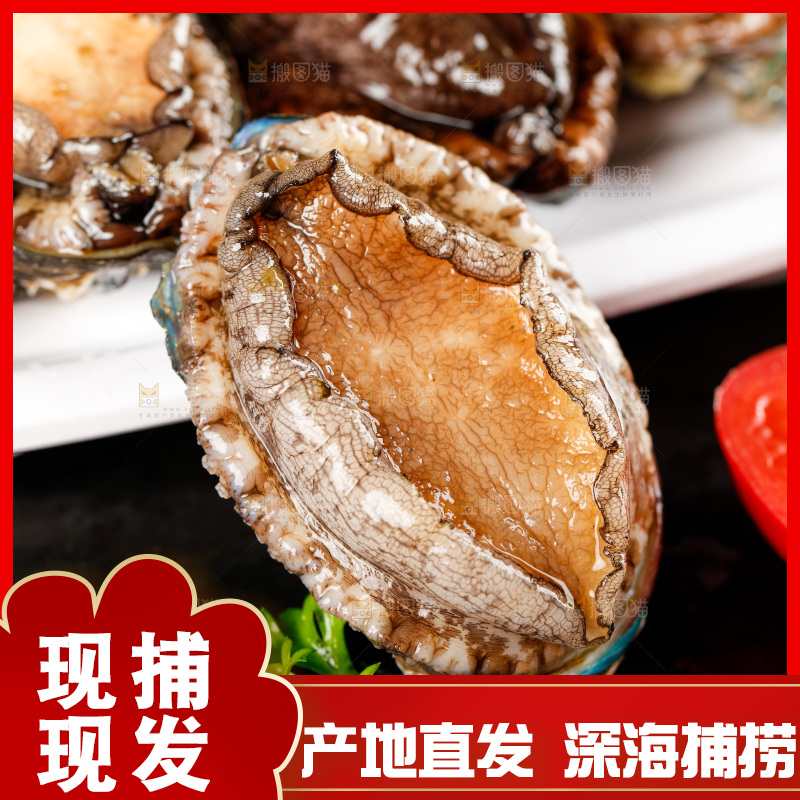黑石板上的东山岛鲍鱼