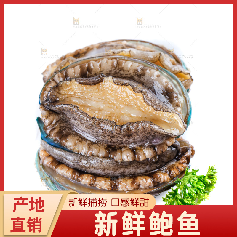 白底上的大鲍鱼