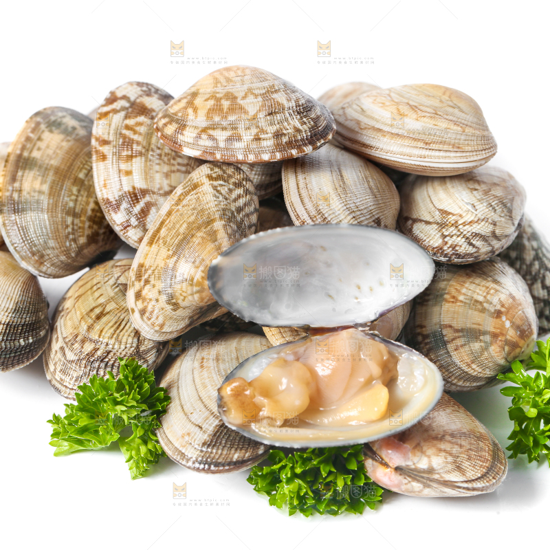 白底上张开的花甲