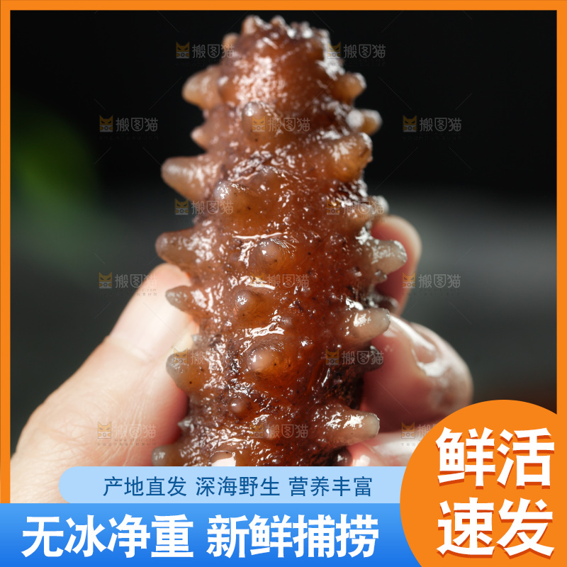 手拿刺参