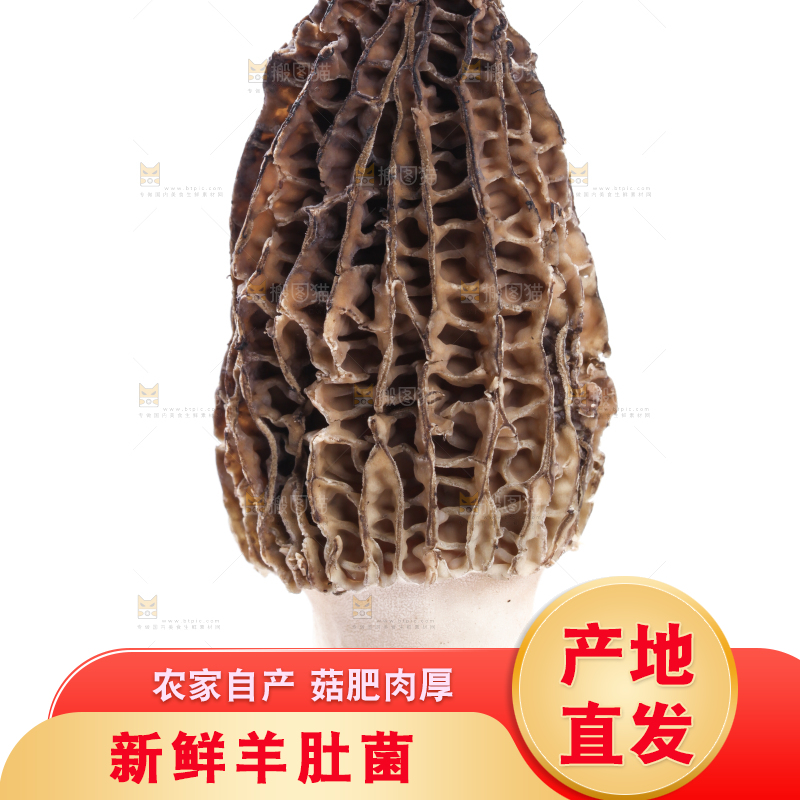 白底上摆放着羊肚菌