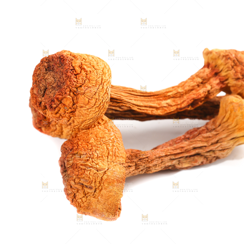 白底上的云南姬松茸