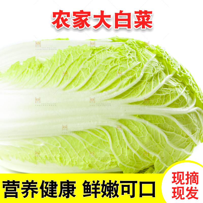 白底上的新鲜大白菜