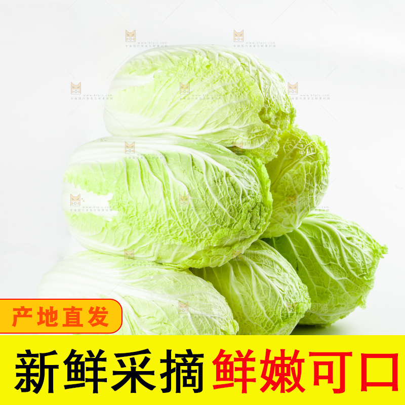 白底上的新鲜大白菜