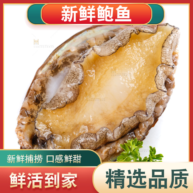白底上的鲍鱼