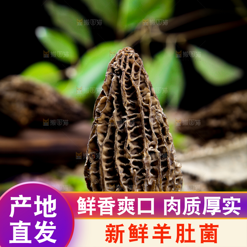 木板上放着羊肚菌