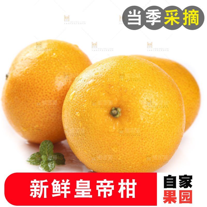 白底上的新鲜皇帝柑