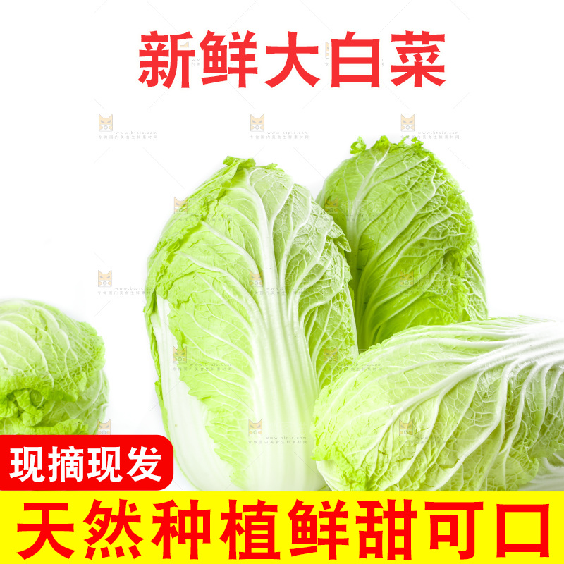 白底上的新鲜大白菜